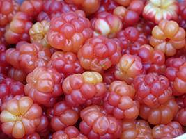 Плодоножки морошки полезные свойства — ягоды грибы