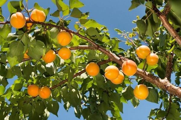 Сорт абрикоса краснощекий — описание посадка и отзывы садоводов