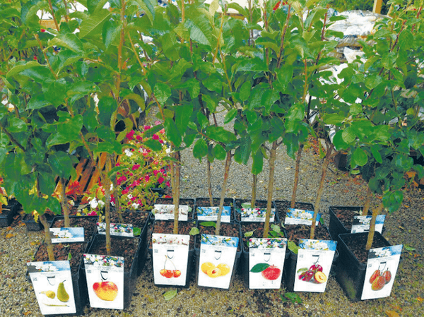 Агротехника выращивания вишни призвание