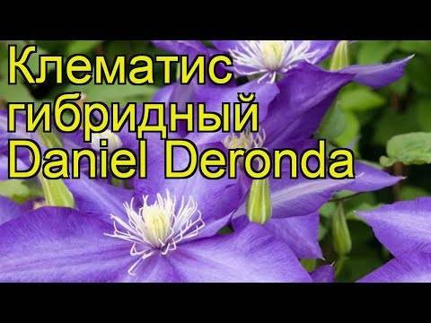 Клематис даниэль деронда – описание сорта, особенности ухода, посадки и размножения