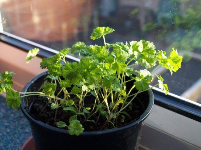 Как вырастить петрушку на подоконнике - сорта, в чем выращивать, особенности ухода
