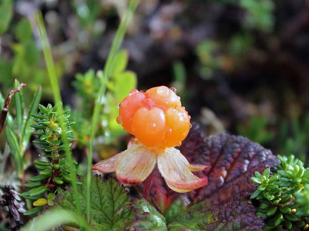 Чашелистики морошки полезные свойства — ягоды грибы