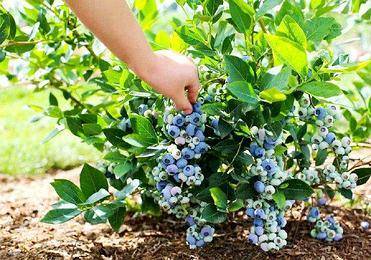 Агротехника выращивания садовой клюквы