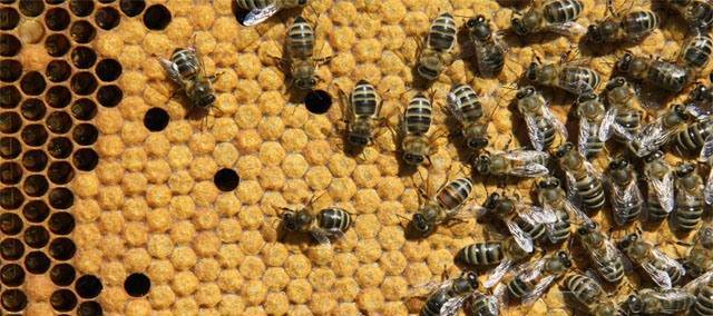 Пчеловодство пестрый расплод причины | что говорят насекомые
