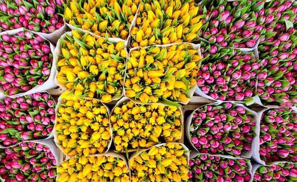 Тюльпаны в теплице к 8 марта: как выращивать, выгонка, технология, фото, видео