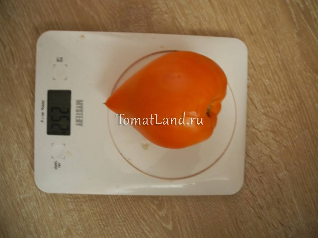 Характеристика и описание сорта томата клубничка, его урожайность