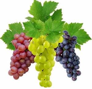 Как защитить виноград от болезней и вредителей: препараты для обработки и их отличия
