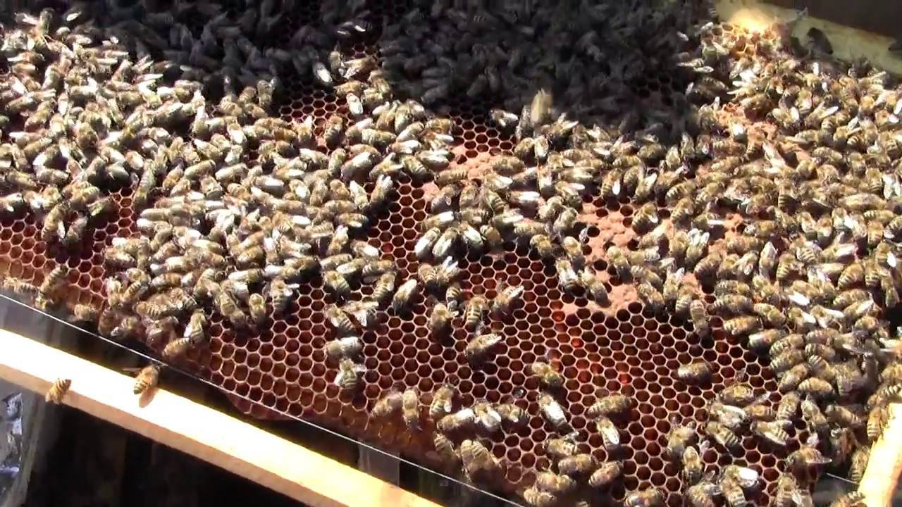 Карпатская порода пчел, особенности разведения и содержания