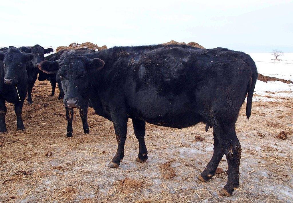 Коровий ацидоз: симптоматика и лечение заболевания