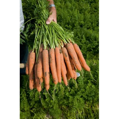 Выращивание моркови балтимор f1