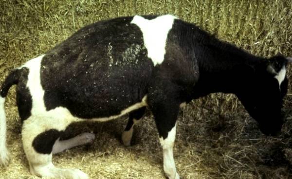 У коровы болеть задние ноги