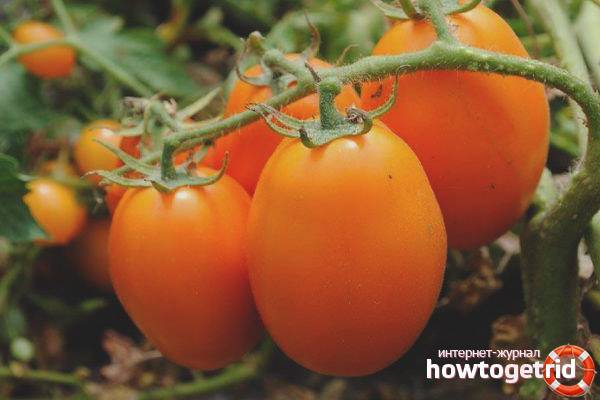 Сенсей — томат сибирской селекции с красивыми и крупными плодами