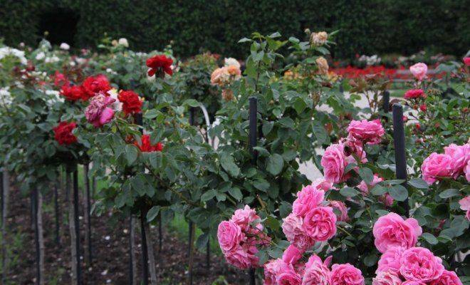 Правила посадки и ухода за плетистой розой в открытом грунте и секреты выращивания