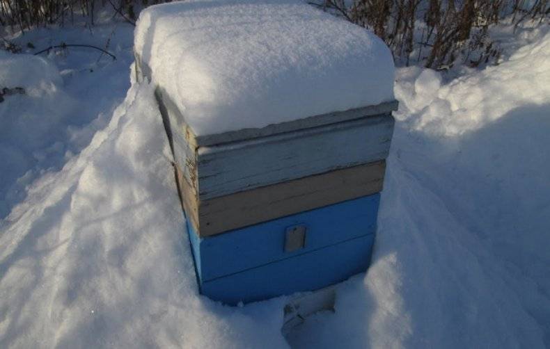 Основные варианты зимовки пчел