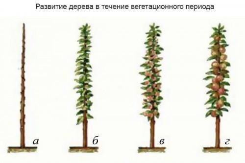 Обрезка колоновидных яблонь: правила и схема обрезки колоновидных яблонь весной