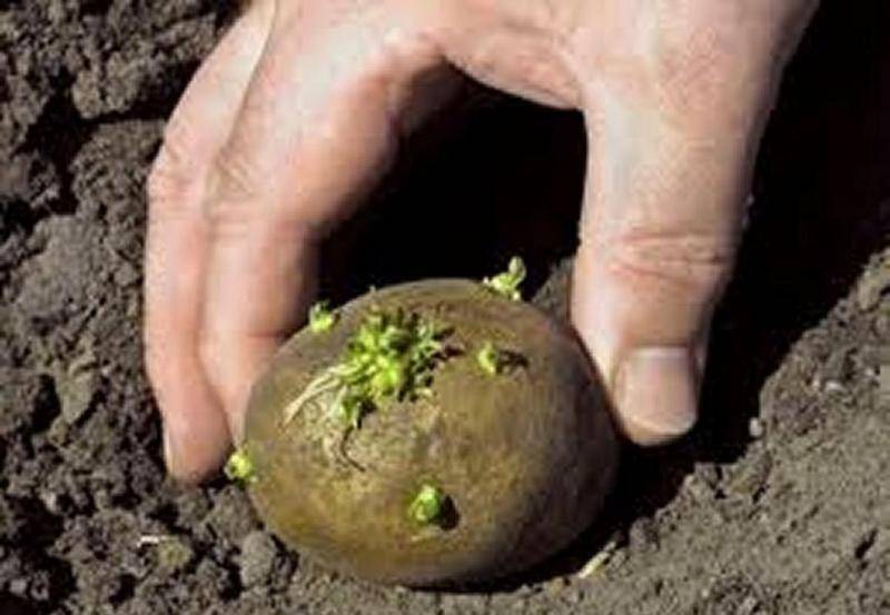 Проволочник в картошке: как избавиться, в том числе, чем обработать перед посадкой, а также соседство с каким растением защитит от вредителя