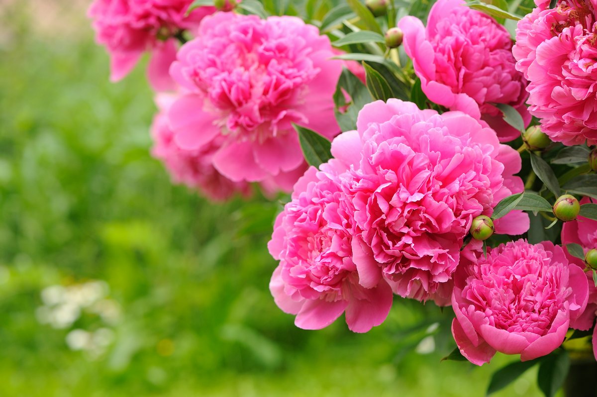 Зимостойкие многолетние цветы. многолетние цветы для сибири: фото и названия