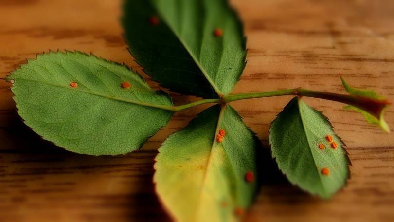 Какие могут быть заболевания у мальвы: почему желтеют, сохнут листья, появляется гниль