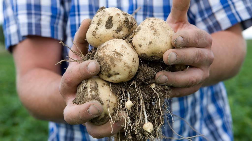 Борьба с фитофторой на картофеле. 3 народных способа, как бороться с фитофторой на картофеле.