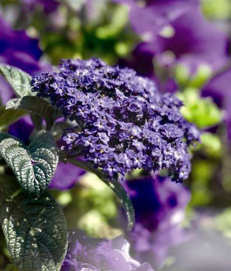 Гелиотроп цветок — выращивание из семян