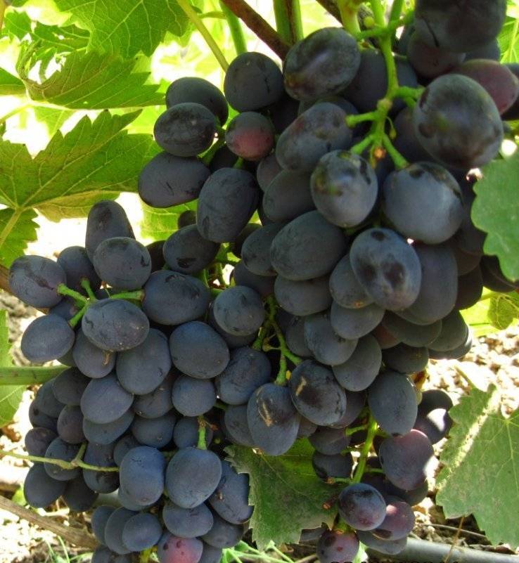 Описание винограда сорта чарли