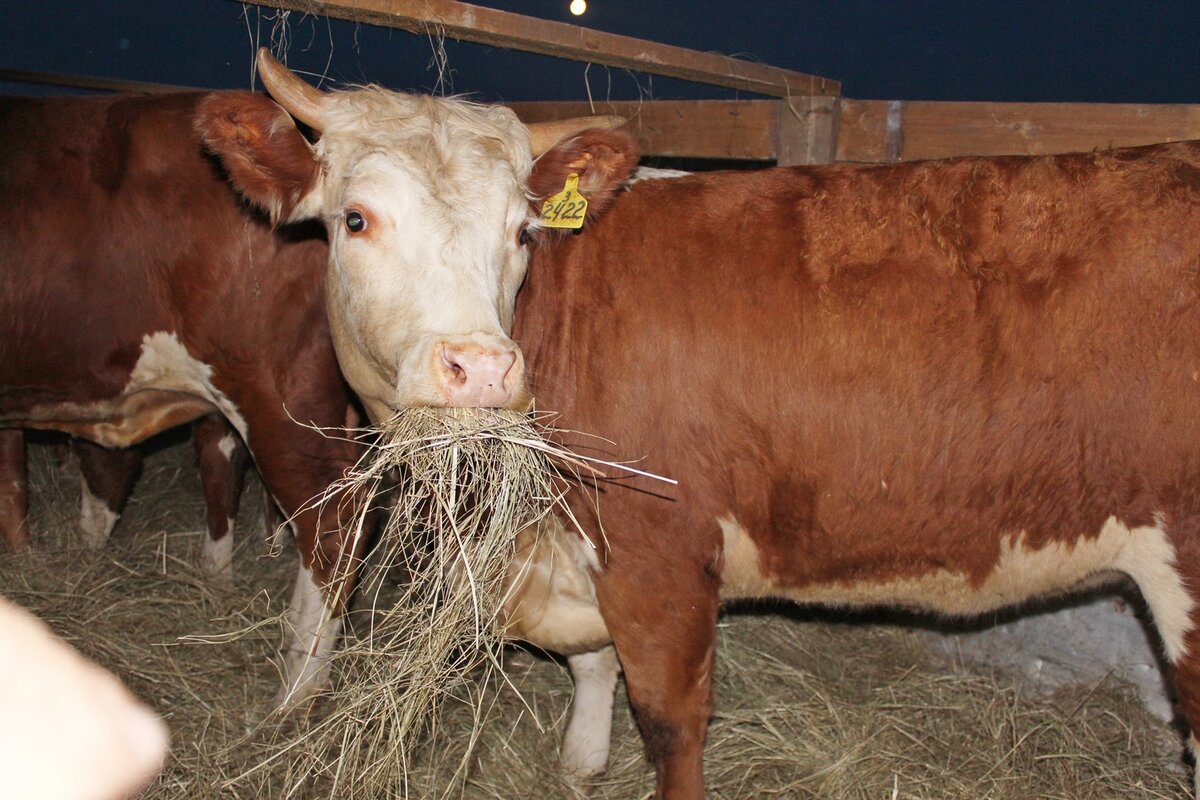 Сено для коров: виды, правила подбора и хранения