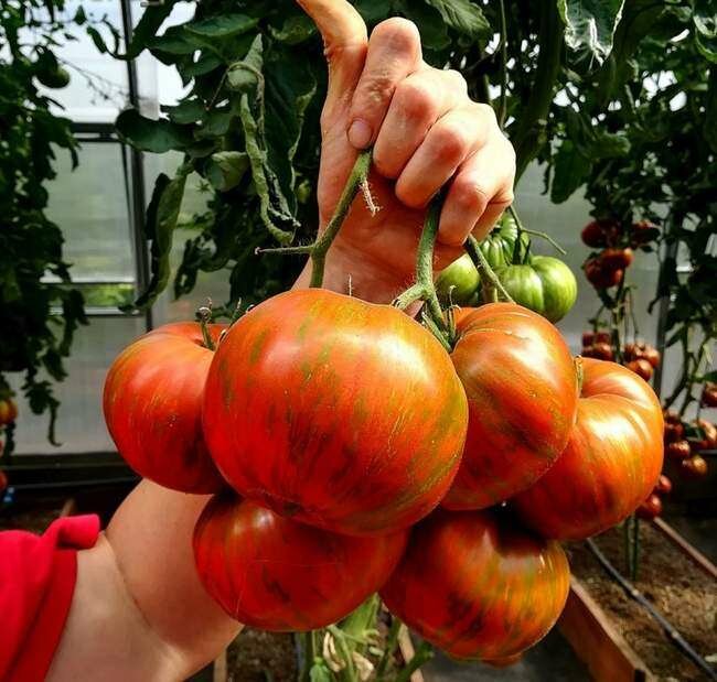 Описание сорта томата полосатый шоколад — отзывы овощеводов