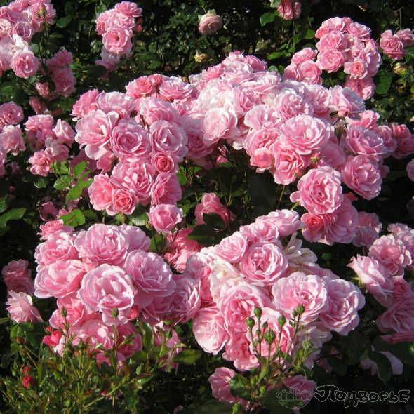Роза флорибунда (48 фото): что это такое? описание сортов «леонардо да винчи» и «августа луиза», характеристика роз «кимоно», «никколо паганини» и других