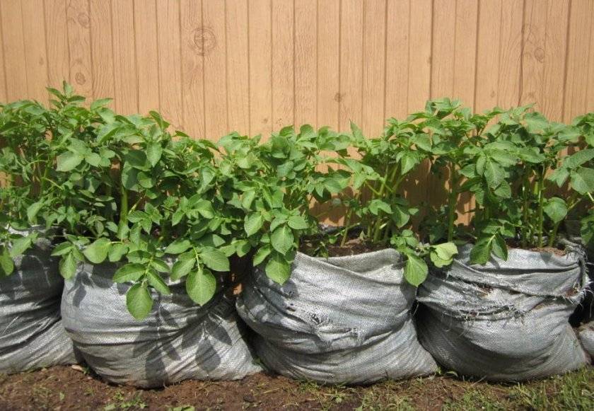 Как вырастить картофель в мешках?