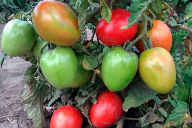 Описание сорта томатов боец (буян)