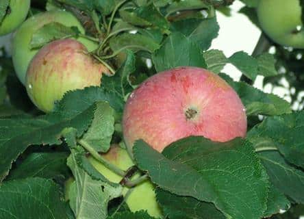 Описание и характеристика сорта яблок спартан