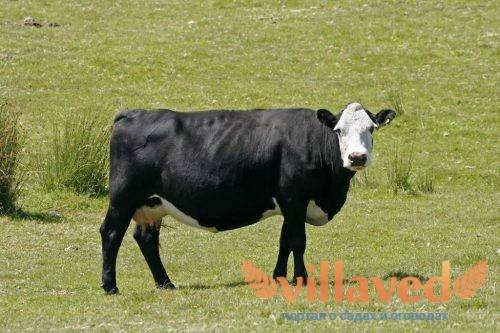 "холмогорская" порода коров : характеристика, внешний вид, болезни и фото