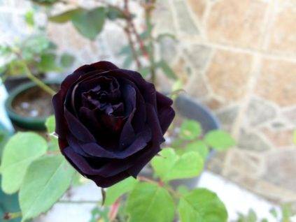 Роза флорибунда амбер квин - описание, аротехника, фото, советы | о розе