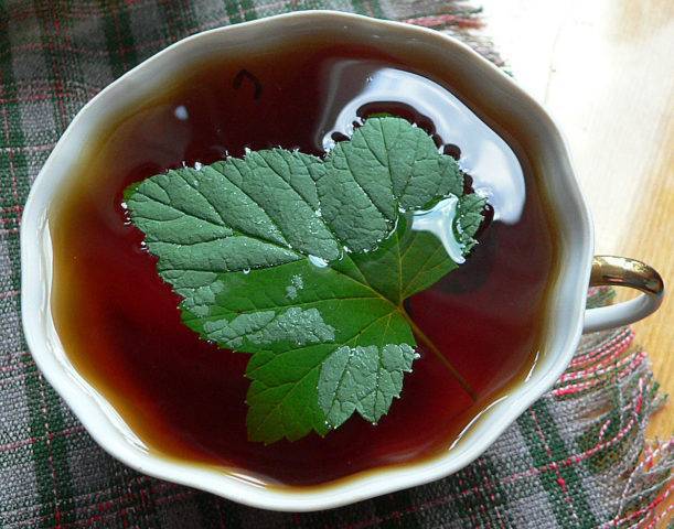 Из листьев черной смородины не первый год делаю ферментированный чай. хочу поделиться рецептом!
