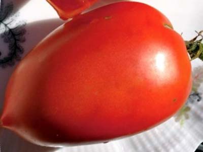 Сорт томатов великосветский отзывы