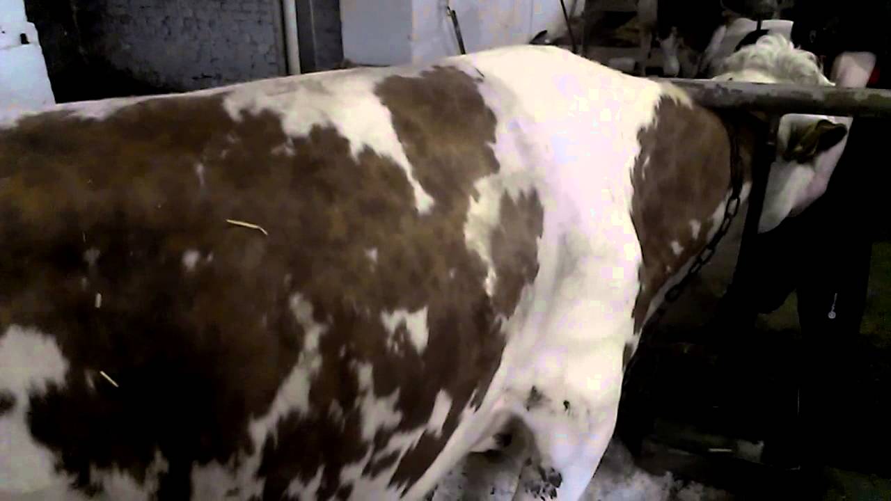 Как правильно делать уколы крупному рогатому скоту — мои коровы
