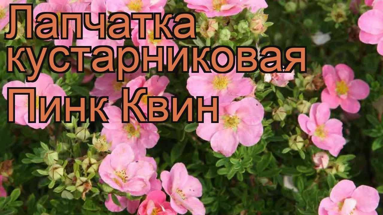 Лапчатка кустарниковая пинк квин описание фото