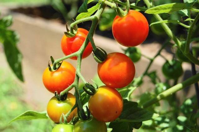 Какие удобрения можно вносить при посадке помидоров?