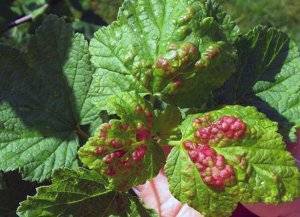 Болезни красной и черной смородины: красные пятна на листьях