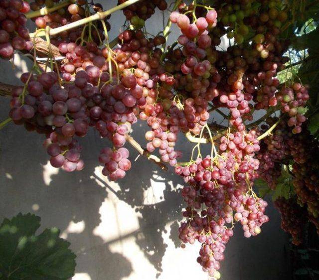 Виноград русский ранний: описание сорта, фото и отзывы садоводов