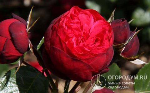 Чг роза пиано – любовь с первого взгляда