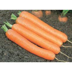 Характеристика сорта моркови дордонь