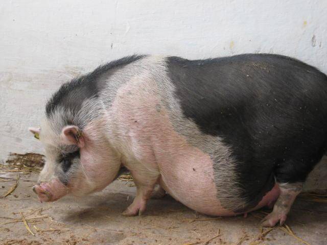 Как узнать беременность свиньи