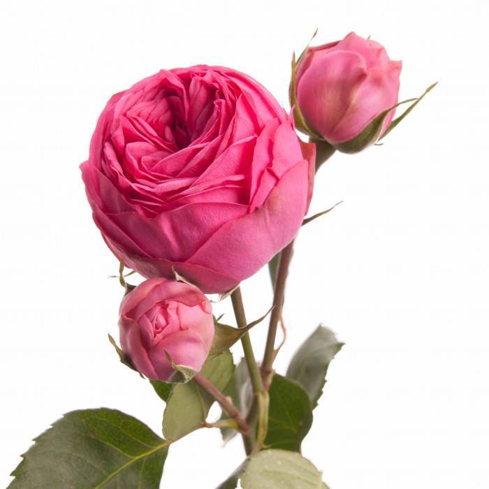 Кустовая роза сорта Pink Piano (Пинк Пиано): описание, посадка и уход