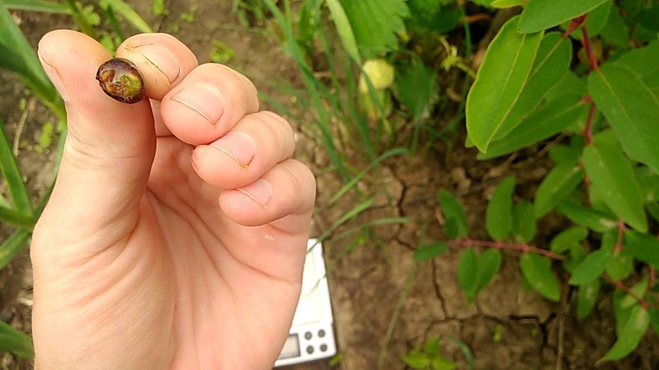 Характеристика и особенности выращивания жимолости сорта виола