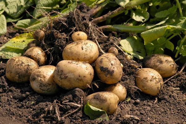 Вредители картофеля и борьба с ними 