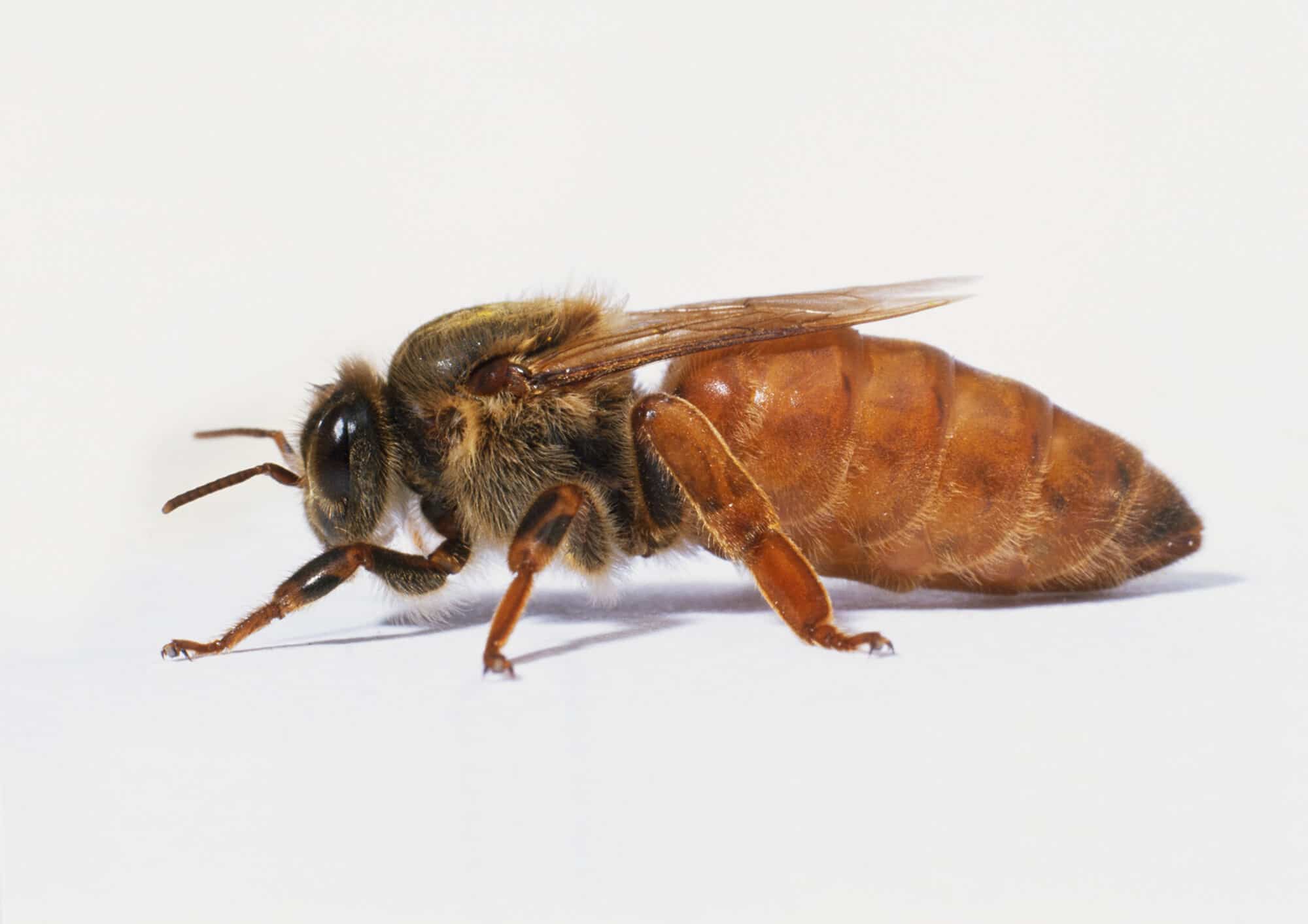 Пчёлы бакфаст: описание породы, видовая характеристика