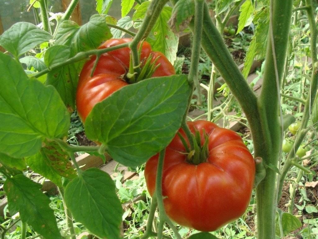 Характеристика и описание сорта томата вечный зов
