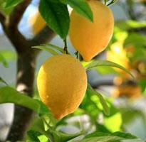 Обзор сортов лимона для домашнего выращивания. общие принципы ухода