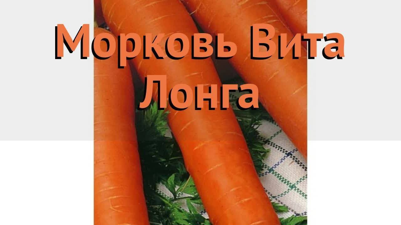 Высокоурожайный сорт моркови вита лонга